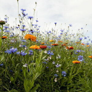 MRS Seeds & Mixtures Steingarten Blumenmischung - einjährig