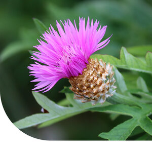 MRS Seeds & Mixtures Wiesen-Flockenblume - Centaurea jacea MRS Seeds & Mixtures Wiesen-Flockenblume - Centaurea jacea