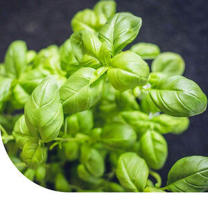MRS Seeds & Mixtures Basilikumsamen Fino Ferde - feinblättrig