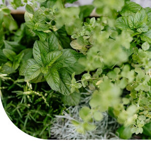 MRS Seeds & Mixtures Basilikumsamen - gemischt