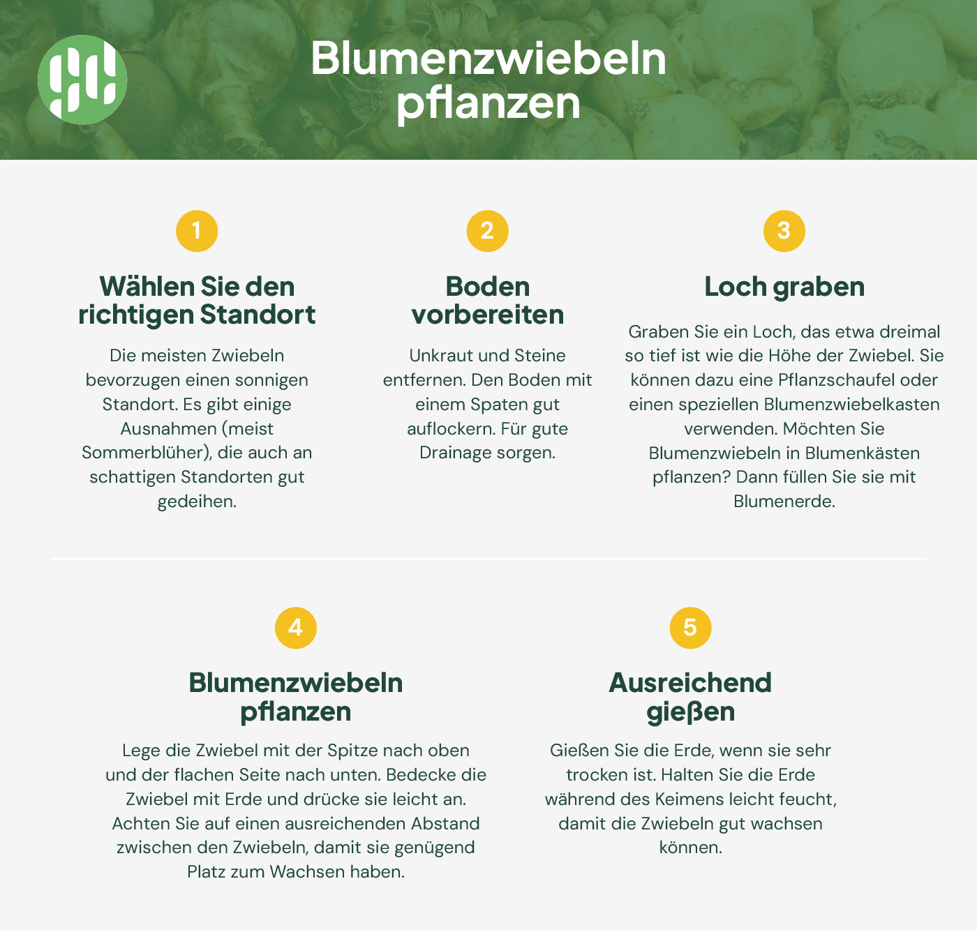 Blumenzwiebeln pflanzen