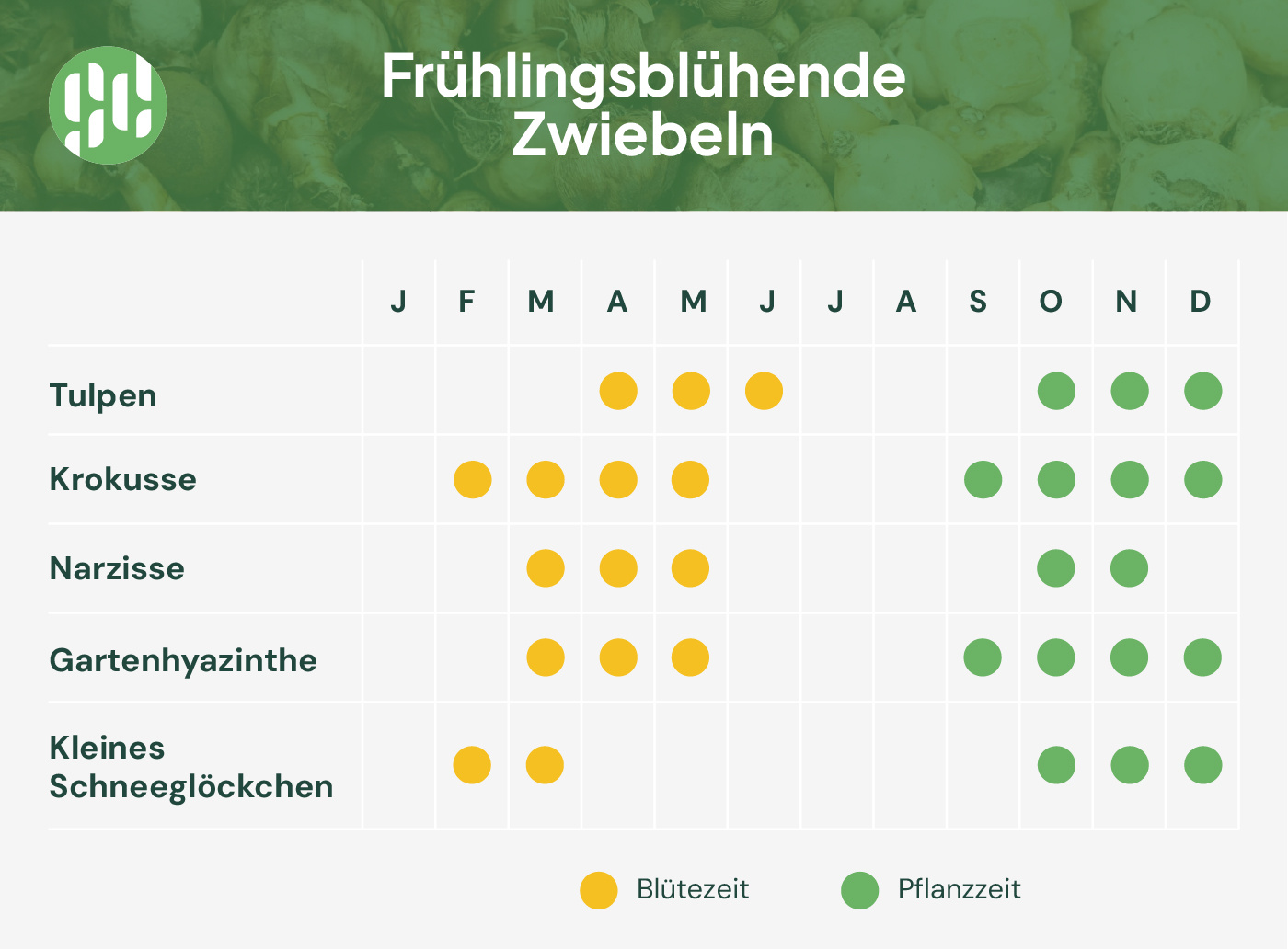 frühlingsblühende blumenzwiebeln