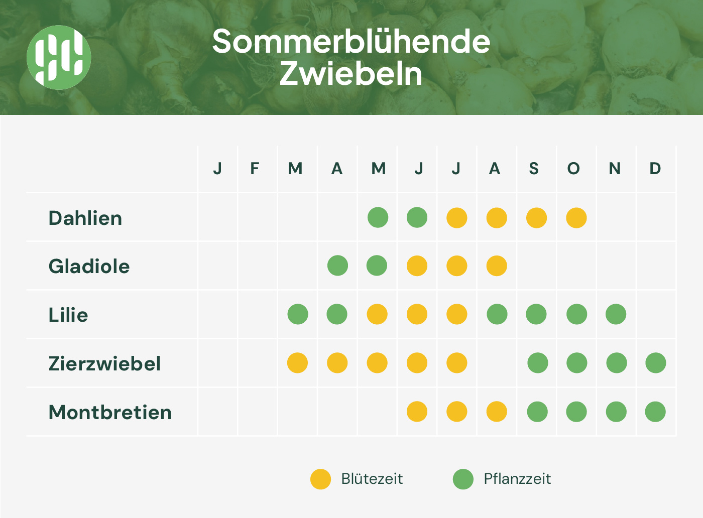 Sommerblühende Zwiebeln