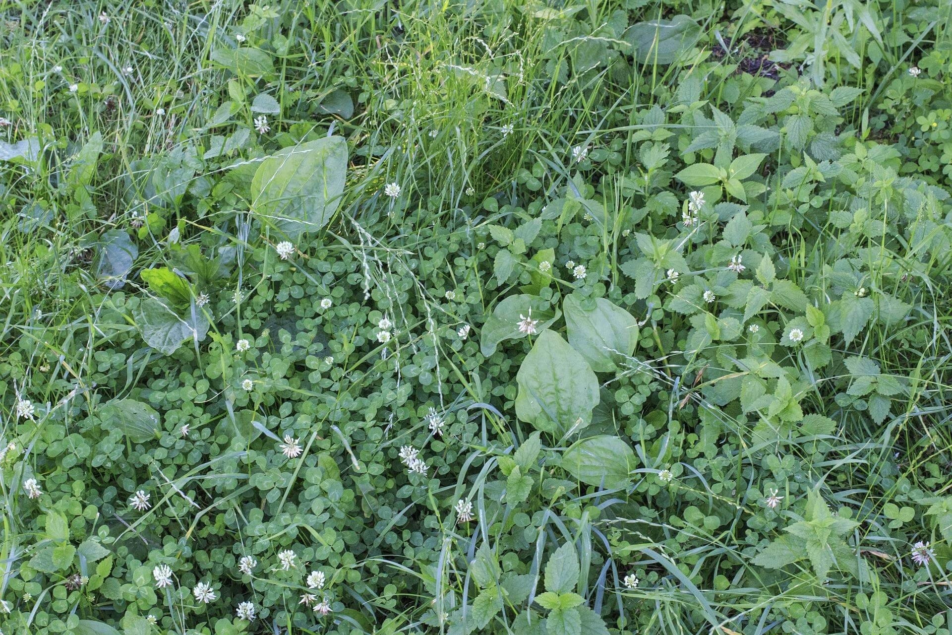 Unkräuter Im Garten
