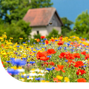 Ten Have Funktionelle Agro-Biodiversität (FAB) mischung