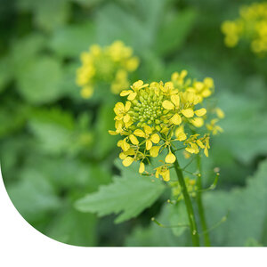 MRS Seeds & Mixtures Weißer Senf - Sinapis alba