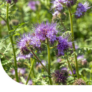MRS Seeds & Mixtures Phacelia - Phacelia tanacetifolia