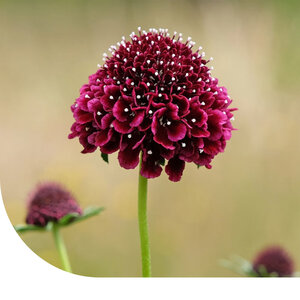 MRS Seeds & Mixtures Tauben-Skabiose - Scabiosa atropurpurea