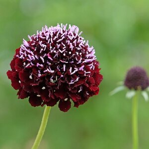 MRS Seeds & Mixtures Tauben-Skabiose - Scabiosa atropurpurea