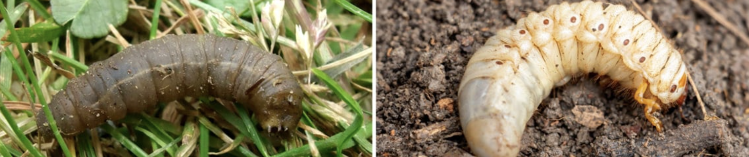 Wiesenschnakenlarve engerlinge