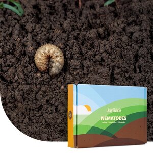 Joyfields Nematoden gegen Engerlinge (Heterorhabditis bacteriophora)