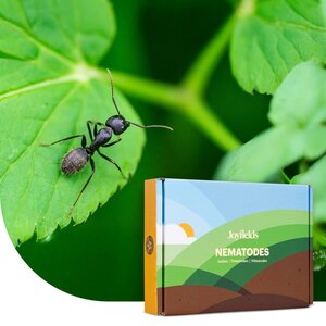 Joyfields Nematoden gegen Ameisen (Steinernema feltiae)