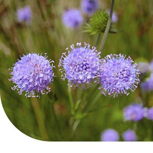 MRS Seeds & Mixtures Berg-Sandglöckchen – Jasione montana