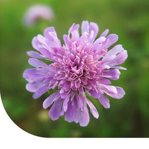 MRS Seeds & Mixtures Acker-Witwenblume – Knautia arvensis