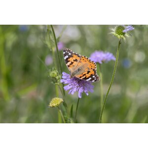 MRS Seeds & Mixtures Acker-Witwenblume – Knautia arvensis