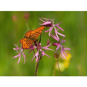 MRS Seeds & Mixtures Kuckucks-Lichtnelke – Silene flos-cuculi
