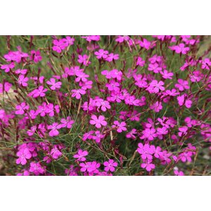 MRS Seeds & Mixtures Heide-Nelke – Dianthus deltoides