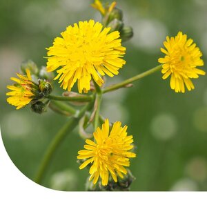 MRS Seeds & Mixtures Kleines Habichtskraut – Hieracium pilosella
