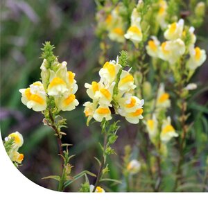 MRS Seeds & Mixtures Echtes Leinkraut - Linaria vulgaris