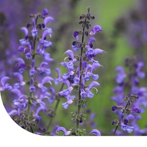 MRS Seeds & Mixtures Wiesensalbei - Salvia pratensis