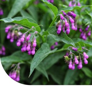 MRS Seeds & Mixtures Echte Beinwell - Symphytum officinale