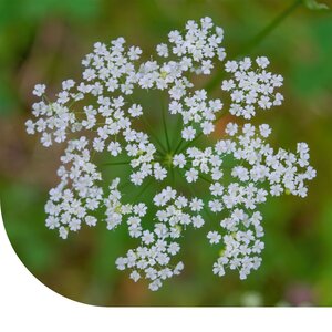 MRS Seeds & Mixtures Kleine Bibernelle - Pimpinella saxifraga