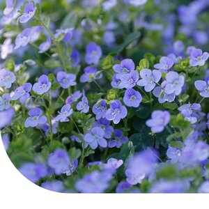MRS Seeds & Mixtures Gamander-Ehrenpreis - Veronica chamaedrys