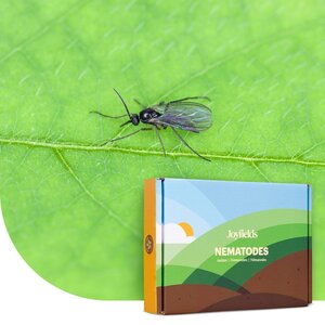 Joyfields Nematoden gegen Trauermücken (Steinernema feltiae)