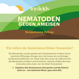 Joyfields Nematoden gegen Ameisen (Steinernema feltiae)