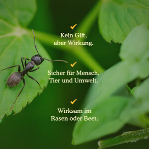 Joyfields Nematoden gegen Ameisen (Steinernema feltiae)