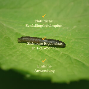 Joyfields Nematoden gegen Schnakenlarven (Steinernema carpocapsae)