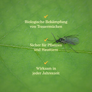 Joyfields Nematoden gegen Trauermücken (Steinernema feltiae)