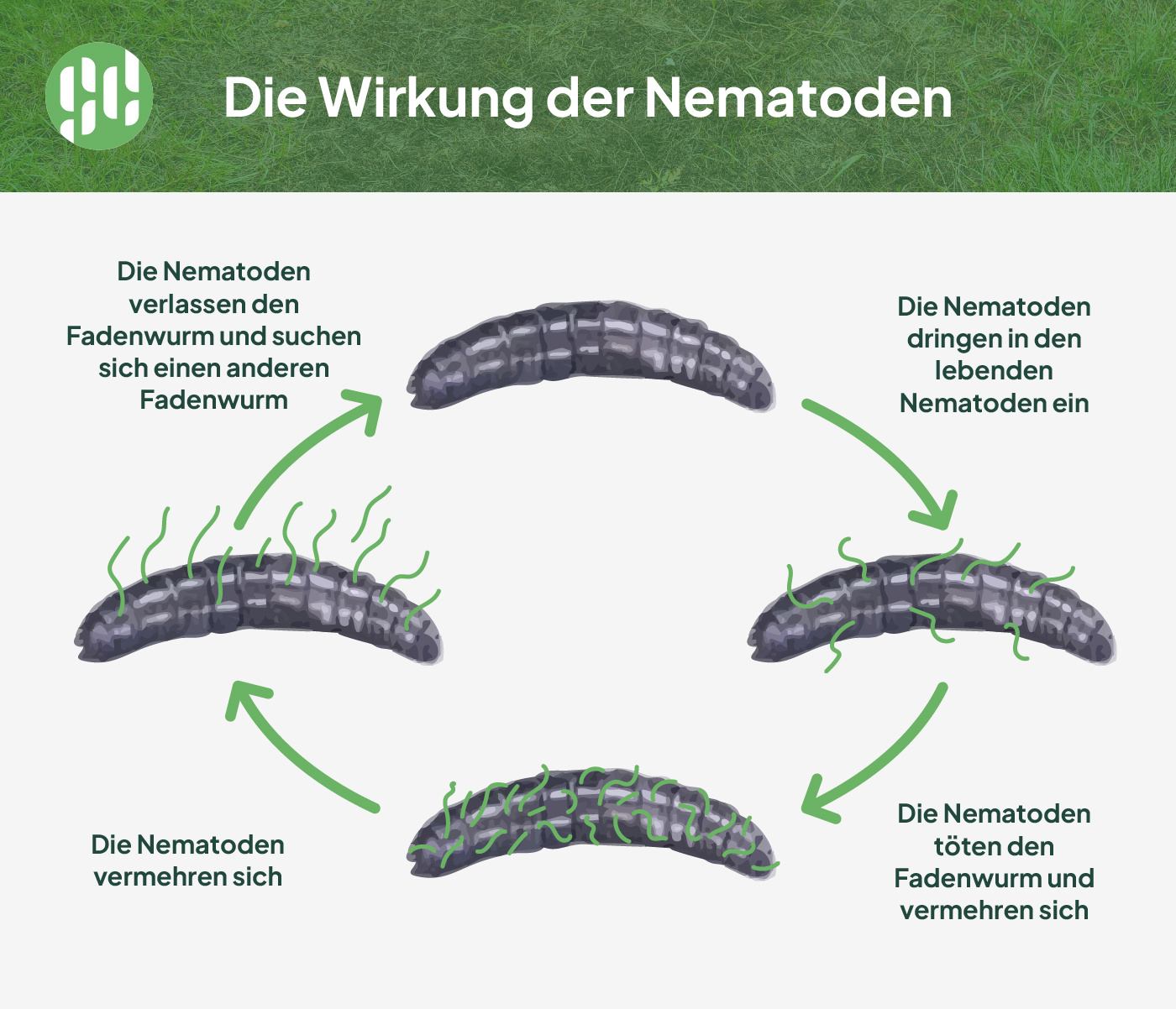 Nematoden - die Wirkung