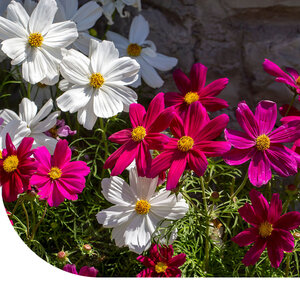 MRS Seeds & Mixtures Schmuckkörbchen 'Sensation Mix' - Cosmea MRS Seeds & Mixtures Schmuckkörbchen 'Sensation Mix' - Cosmea