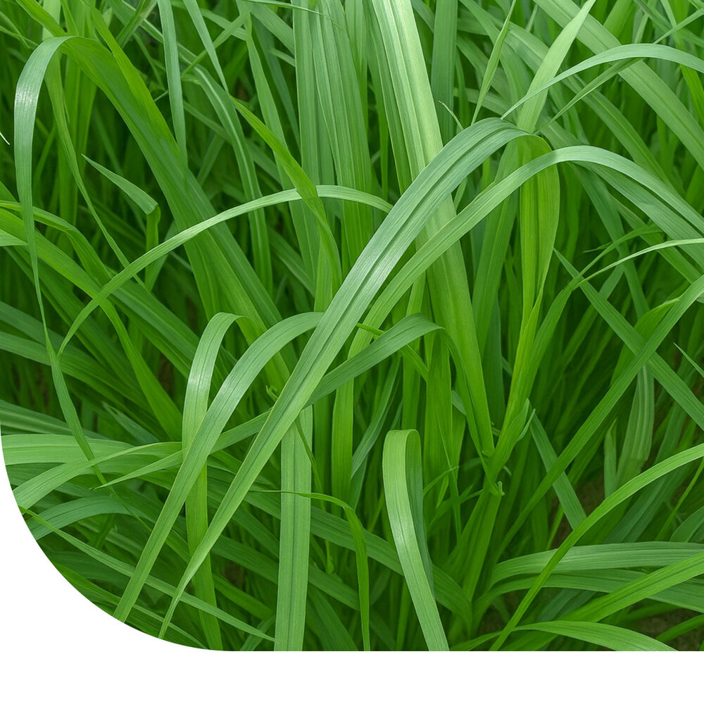 Italienisches Weidelgras - Lolium multiflorum Italienisches Weidelgras - Lolium multiflorum