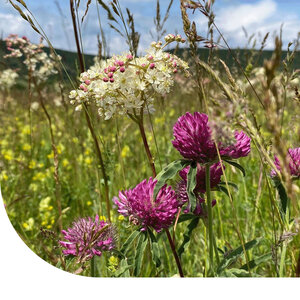 MRS Seeds & Mixtures Typ BW1 - Einheimische Wiesenmischung