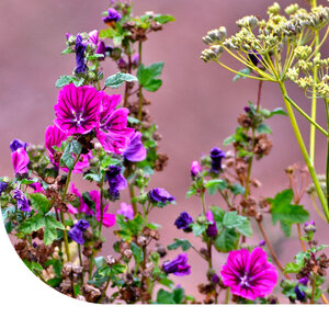 MRS Seeds & Mixtures Typ BWZ1 - Weidemischung Sandboden