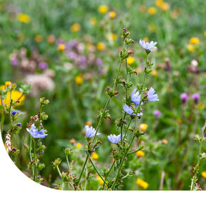 MRS Seeds & Mixtures BWK1 - Weidemischung Tonboden