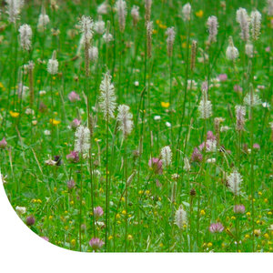 MRS Seeds & Mixtures Typ BWZ1 - Weidemischung Moorboden
