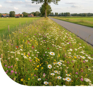 MRS Seeds & Mixtures Typ G5 -  Wegränder Blumenmischung