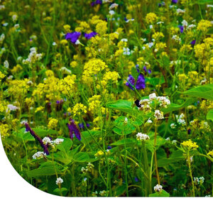 MRS Seeds & Mixtures Wildackermischung für Flugwild - einjährig