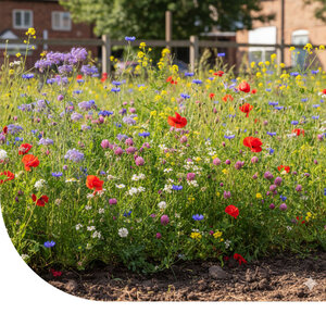 MRS Seeds & Mixtures Brache- und Gründüngungsmischung - Typ BG1