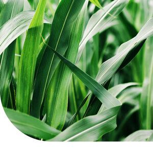 MRS Seeds & Mixtures Sudangras MRS Seeds & Mixtures Sudangras