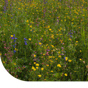 MRS Seeds & Mixtures Schattenblumen-Mischung - mehrjährig