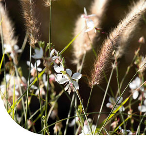 MRS Seeds & Mixtures Wadi Blumenmischung - Mehrjährig