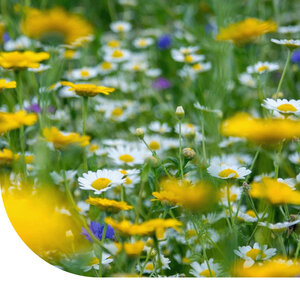 MRS Seeds & Mixtures Typ G1 - Blumenwiesenmischung mehrjährig