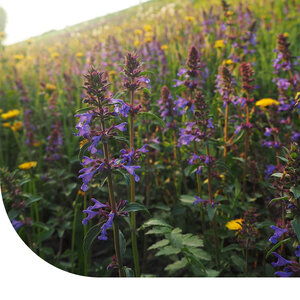 MRS Seeds & Mixtures Trockenresistente Blumenmischung