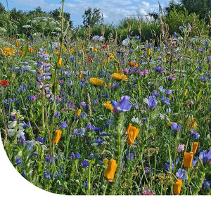 MRS Seeds & Mixtures Typ B1 - Magerwiesen saatgut mehrjährig MRS Seeds & Mixtures Typ B1 - Magerwiesen saatgut mehrjährig