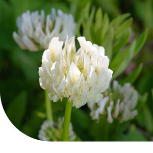MRS Seeds & Mixtures Alexandrinerklee - Trifolium alexandrinum