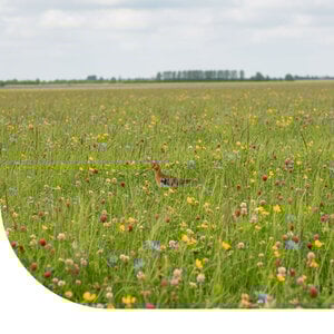 MRS Seeds & Mixtures Einheimische Blumenmischung Uferschnepfe & Wiesenvögel